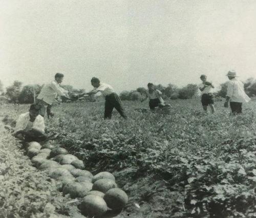 抗美援朝吃瓜群众视频,吃瓜群众的视角见证历史
