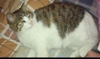 吃瓜群众猫咪文案搞笑,笑料横生的猫咪吃瓜记