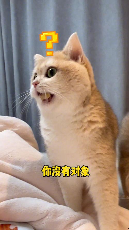 吃瓜群众猫咪文案搞笑,笑料横生的猫咪吃瓜记