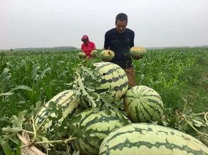 中国吃瓜群众有多强,全民围观的力量
