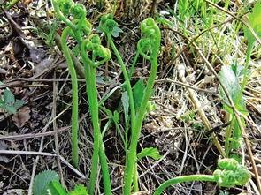 吃瓜群众挖野菜是真的吗,吃瓜群众挖野菜，真相究竟如何？