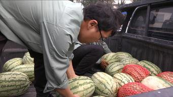 快乐的吃瓜群众完整版,一场全民娱乐狂欢的幕后故事