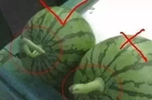 吃瓜群众教你吃素视频,吃瓜群众带你轻松入门素食世界