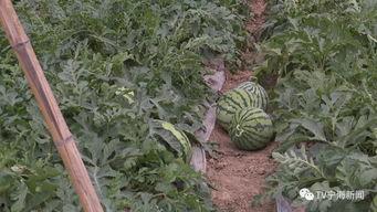 吃瓜群众上线淮南,揭秘这座城市的瓜香四溢